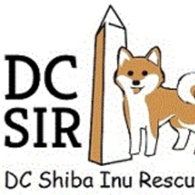 Shiba Inu Dog Breed Profile Petfinder