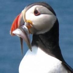 OrkneyRG Profile Picture