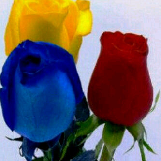 MireyaSimosa's profile picture. Ingeniero Industrial.