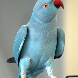 bluparakete's profile picture. 