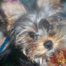 dollkymm's profile picture. 