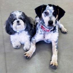 Providing In-Home dog training, service dog training and all around dog training in Herculaneum, Pevely, Festus area.