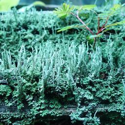 fakebabies's profile picture. 