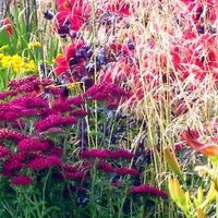 Helen Wood (@helenwoodgarden) 's Twitter Profile Photo