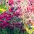 helenwoodgarden's profile image