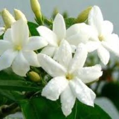 الحياة صور وشخصيات وأحداث ..الحياة قصص صغيرة تصب في روايات طويلة… نحن نرى .. نسمع .. نتكلم  و نسجل حروف مبعثرة تكون فيما بينها مفردات واقع يصافحنا كل يوم ونحياه