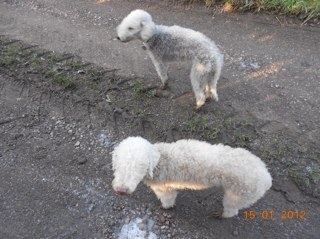 We are The_Pests - two Bedlington Terriers bringing chaos and noise to all around us. Except when we're sleeping. And we sleep a lot.