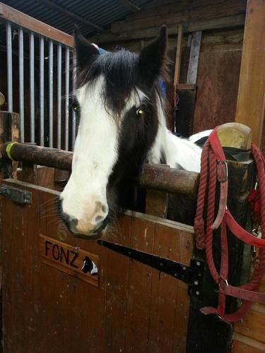 Also on Facebook 'Horsey Banter'