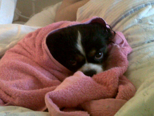 trevorethomas's profile picture. 