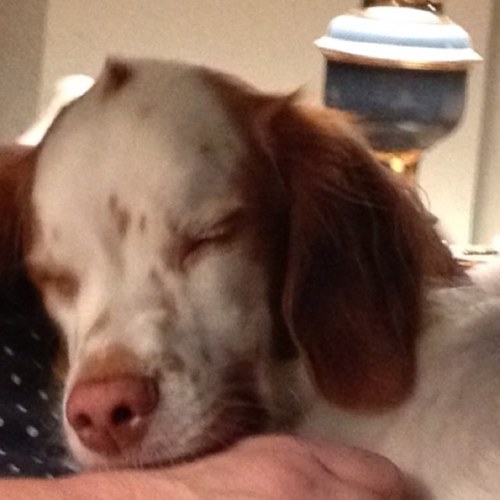 Brittanymom's profile picture. 