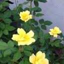 Donna broyles - @Coachdbroyles - Twitter