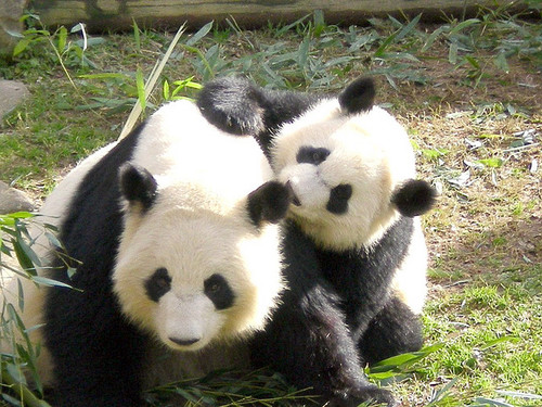 Giant Pandas have a special place in my heart! Please be kind to animals!