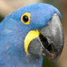 robdangerous's profile picture. Let's Get Dangerous!