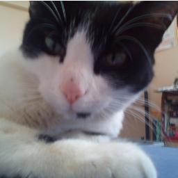 Je suis une chatte tranquille.