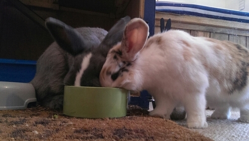 Formerly MJ and Blue.
Adopt, don't shop.