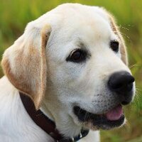 Labrador Training HQ (@labtraininghq) 's Twitter Profile
