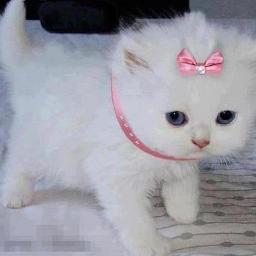 hebafaroukahmed's profile picture. 