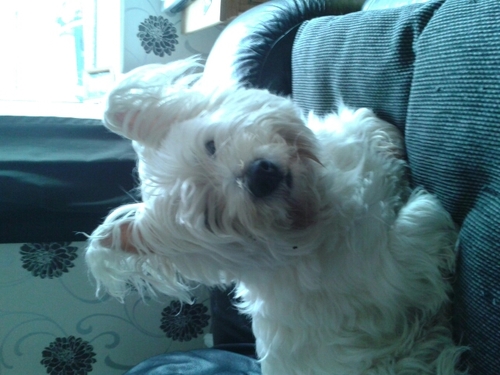 @teamfollowback Follow back 110% love animals single and EPIC