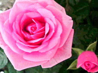 AkasakaRose2013's profile picture. ◆反戦･反核･反TPP。冤罪･薬害･拉致問題等に関心あり。無宗教。音楽･写真･アート･絵本が好き。動･植物も大好き。将来は,ラム酒＆葉巻の似合うばあちゃんになりたい♫  ◆組織ストーカー（organized stalking）･テクノロジー犯罪（electronic harassment）被害者。