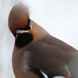 Kent_RG's profile picture. A virtual Group supporting ringing in your historic County for @__COO. Conserving species and their habitat through scientific study.