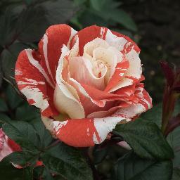 Purveyors of fine roses to both public and wholesale, grown traditionally at our family nursery