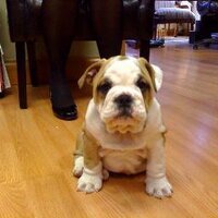 Shari Hatfield (@shayhat) 's Twitter Profile