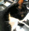 写真は飼い猫のたま(現在はたま号に)。 猫好きです。稲川淳二、伊藤潤二、村上春樹、橋本治、三谷幸喜のファン。原発即時廃止と積極財政を支持。少数派でも自分の頭で考えようとする人を応援します。