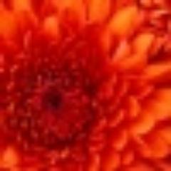 ELISADEMACERO's profile picture. QUE  CADA  DIA  DIOS  NOS  GUIE  Y NOS  BENDIGA  .