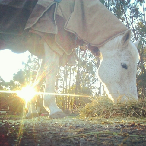 hey im melissa love my music fave artisteoukd have to be justin bieber and niall horan love horses aswell :-)