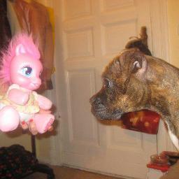 .For those who don't take the tweet world seriously.
Welcome to my tweet life.
I'm just a charismatic dog.
