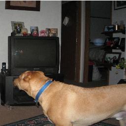 shashee46's profile picture. 