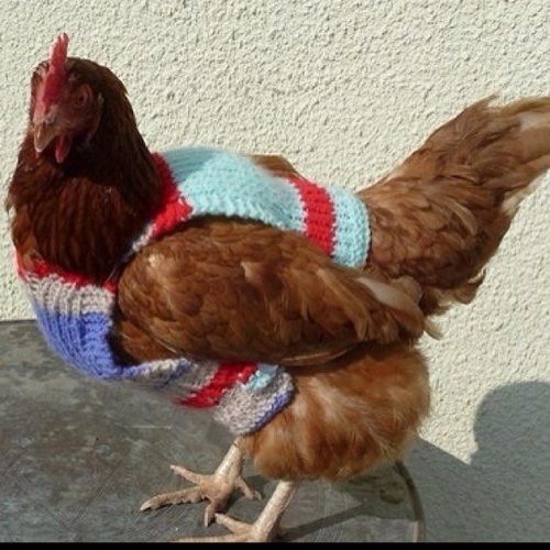 AnimalSweater's profile picture. For all of your animal and sweater needs