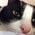Kat (@cdbkat) Twitter profile photo