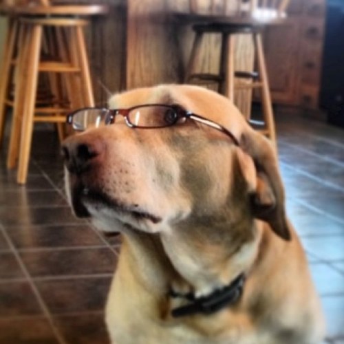 Yellowdog20's profile picture. 🎿🏃🏔🇺🇸