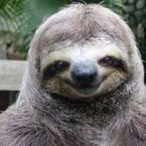 First and only real sloth meme account without all the other bullshit, created solely for hitting your sexual funny bone. Follow me.