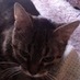 ɱıƙɛ ɖ'ąŋɠɛƖơ (@gemko) Twitter profile photo ɱıƙɛ ɖ'ąŋɠɛƖơ (@gemko) Twitter profile photo