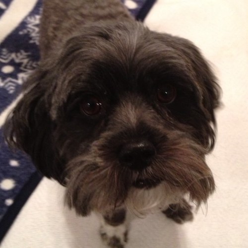 TheShihPoo's profile picture. 