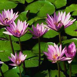 hanskanavaro's profile picture. 