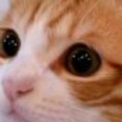ミケ猫準ちゃん率いる「日本安眠党」の党員です(*´ω`*)