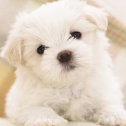 COMETS3 | basketball | volleyball | artist | dog lover | cute ;) | 3