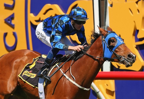 BufferingHorse's profile picture. After starting my career with four straight wins. I recently won the Victory Stakes in Doomben, as well as the Schillaci & Moir in  Melbourne.