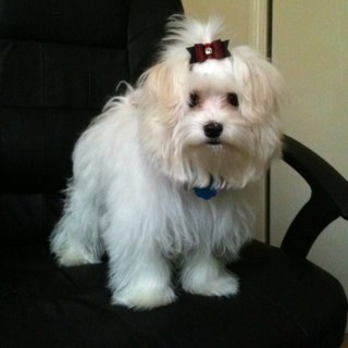 GingersMom36's profile picture. 