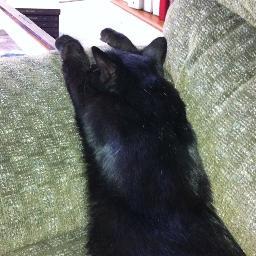 gotcattitude's profile picture. 