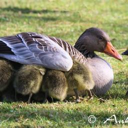 Wildlife Photographer & Animal Lover