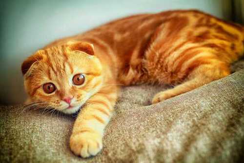 datthijn's profile picture. 