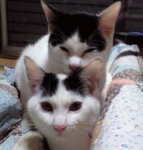 tknriiii's profile picture. なんやなんやでもうすぐ50歳になりつつあるオッサン。
一応通信業界の端っこで生息してます。