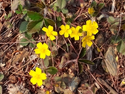 산중의 야생화