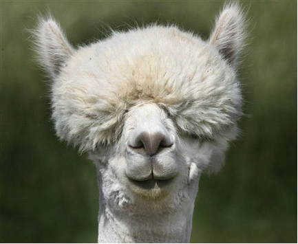 surrrewhynot's profile picture. 