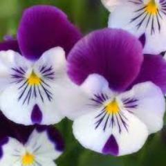 Twitter Addict, Social Media Researcher, Botanist