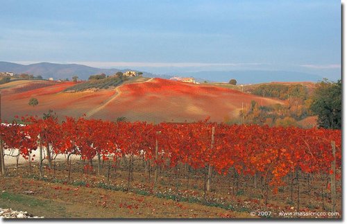 Vinitours aims to offer the most comprehensive Wine tours in Italy and we concentrate on the regions and wines of Le Marche and Umbria.
